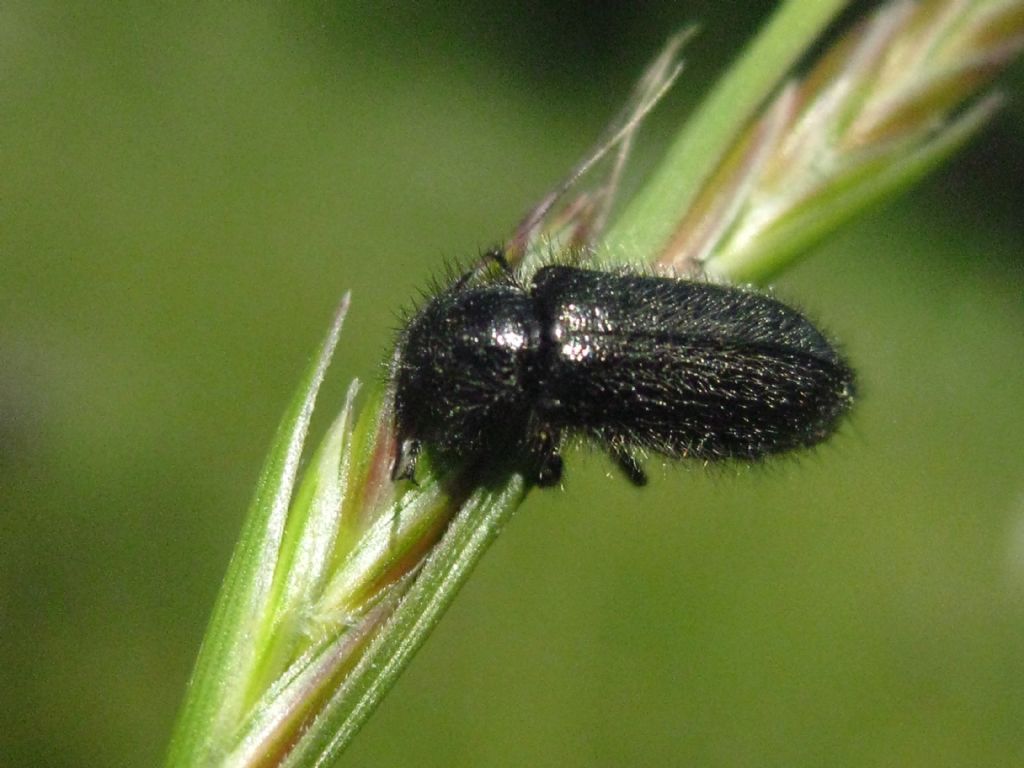 Enicopus sp., Melyridae